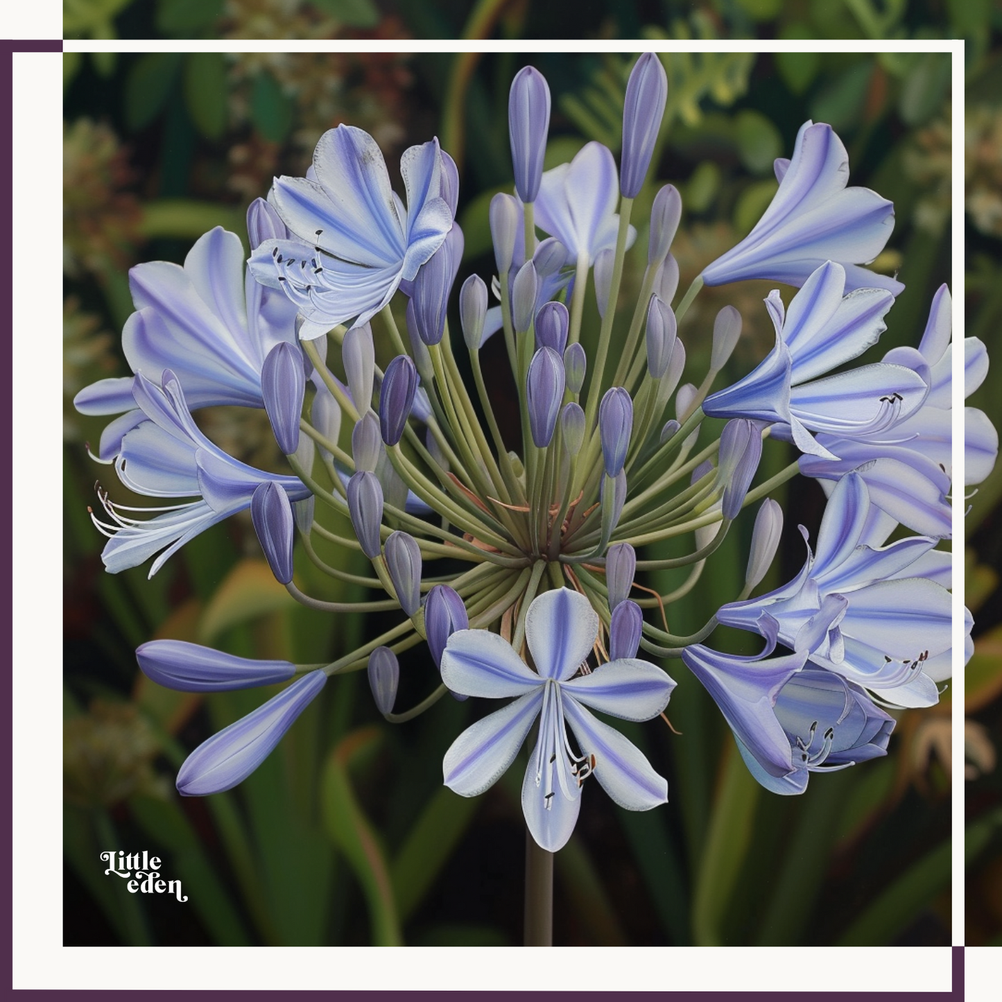 African Lily Care Guide