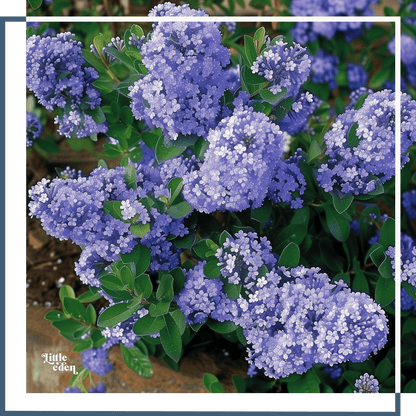 Californian Lilac Gift Set