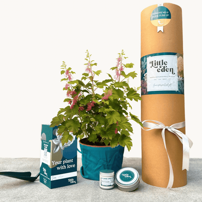 Winter Currant Gift Set